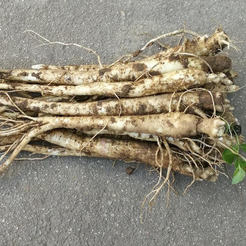 桔梗二年生新鲜桔梗1500克伏牛山农家现挖原生态高海拔狗宝咸菜干如图