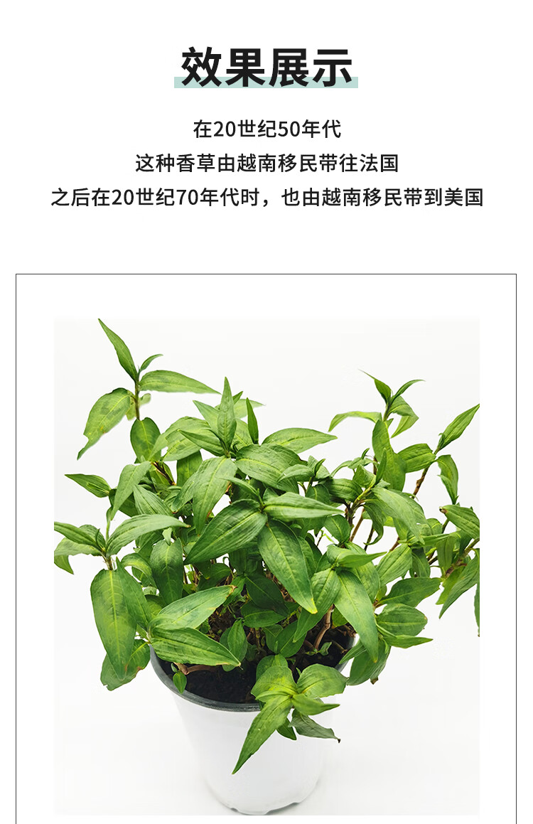 越南香菜越南芫荽叻沙叶食用盆栽阳台耐湿热料理越南香菜带盆栽好