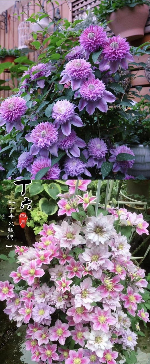 铁线莲种根花苗室内外庭院爬藤植物多年生易种活四季开花盆栽 t11东方