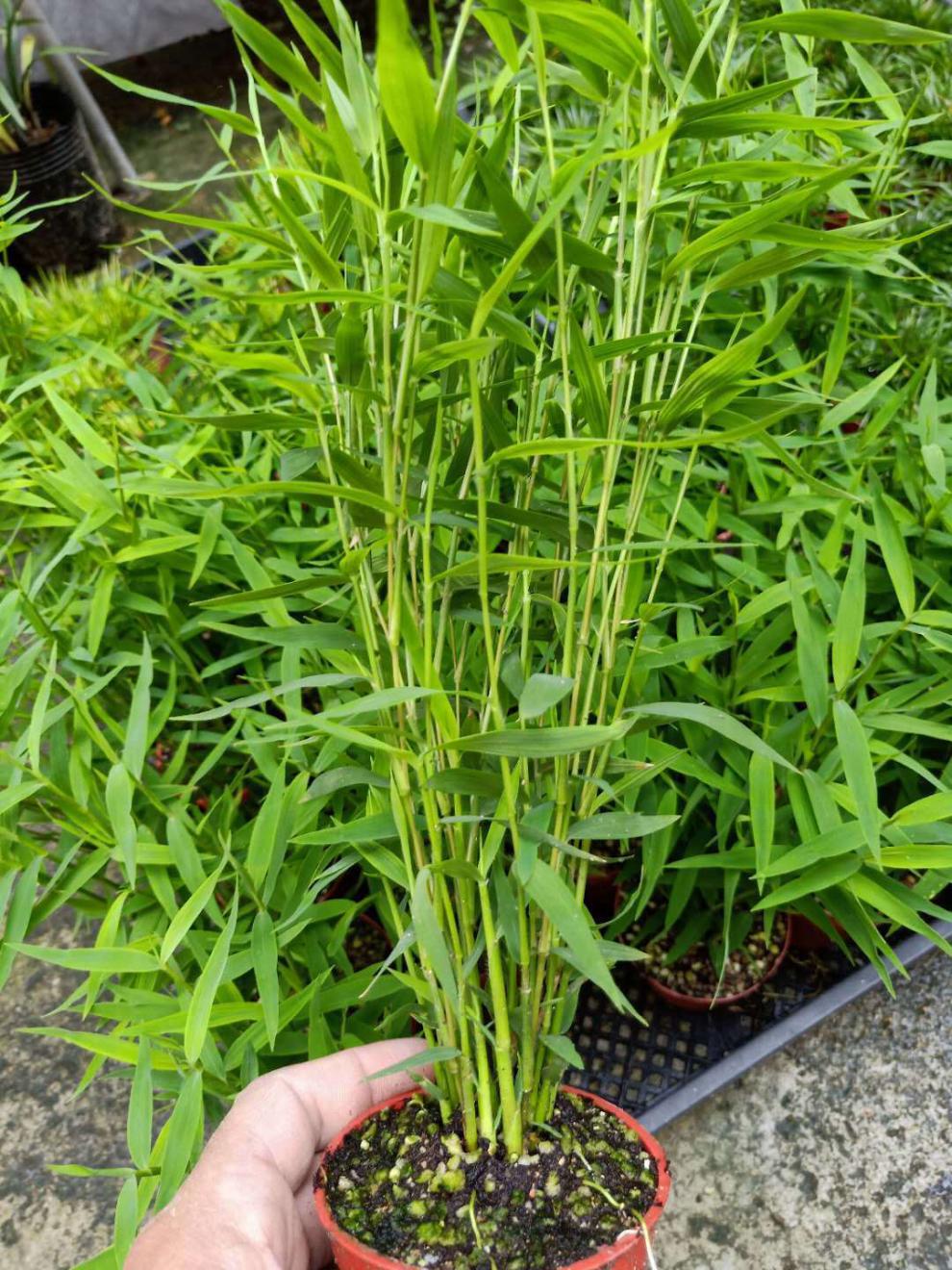 【i年货节i】姬翠竹盆景青轴力竹绿植竹苗迷你小竹子盆栽植物室内姬竹