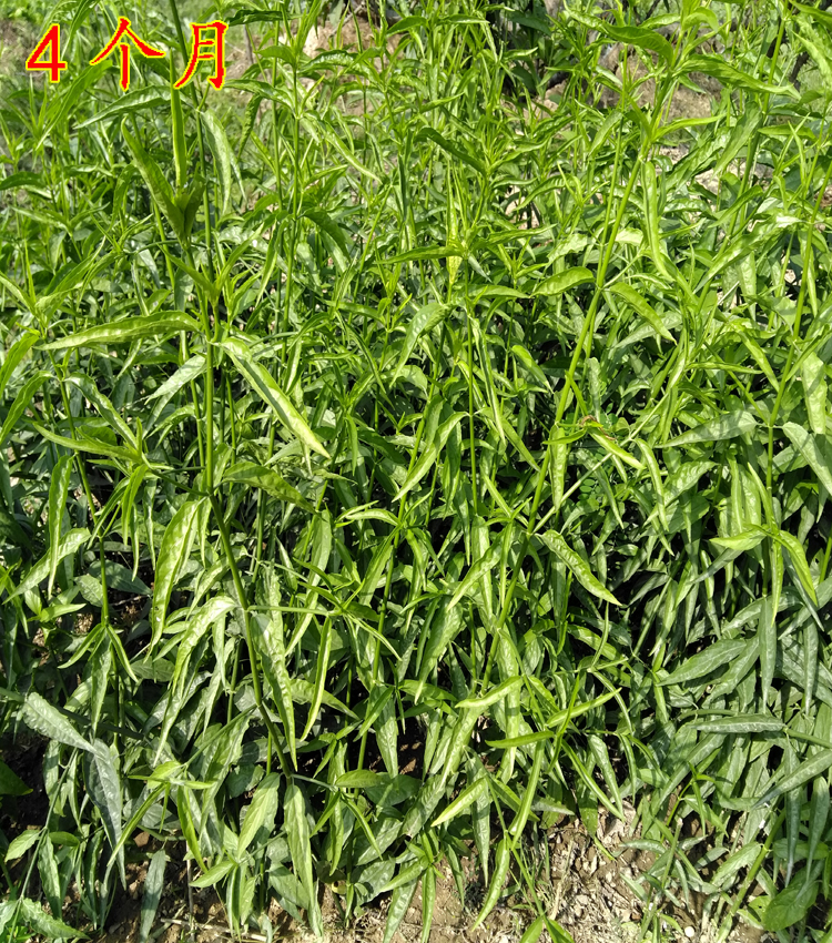 忧遁草育苗枝条黎王草苗正大小尖叶优顿草苗优遁草青色15cm小苗10棵