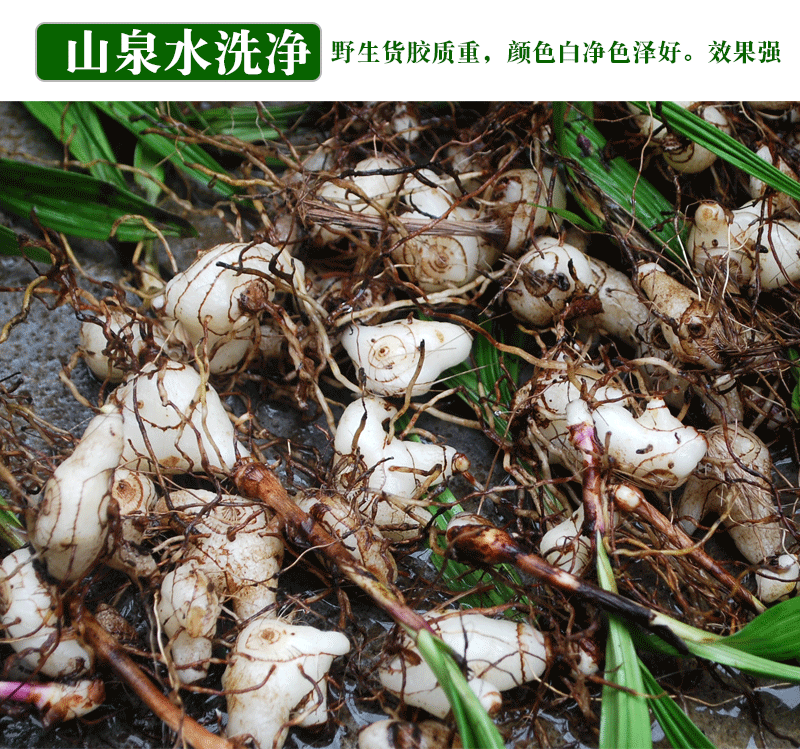 新鲜白芨贵州中药材用野生新鲜白芨白及中草药材三叉旱白芨500g野生