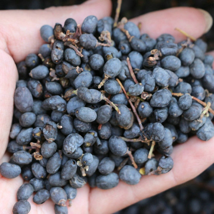 水蜡种子水蜡树水蜡树苗种子绿化苗木qcdd1斤