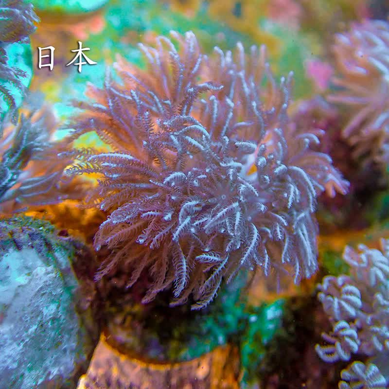 闪千手海水珊瑚白鬼爪澳洲日本斐济加勒比活体珊瑚快递包活闪千手2030
