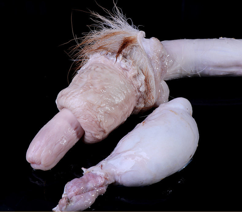 吉林梅花鹿现割新鲜鹿鞭整根整支成年种鹿鹿鞭泡酒材男性泡酒料300g