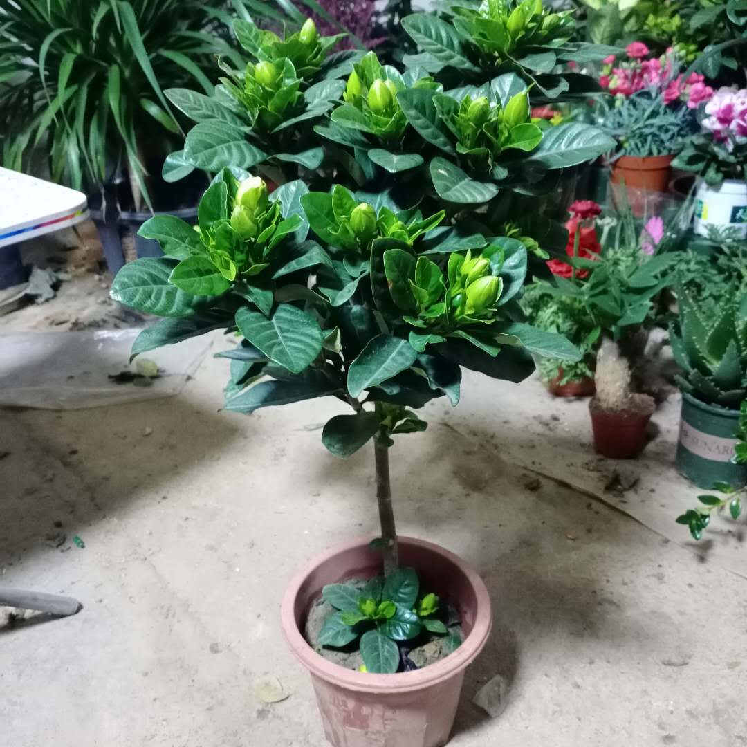 花苞室内浓香型大叶独杆牡丹四季开花老桩 小叶栀子花8年苗【带花苞】