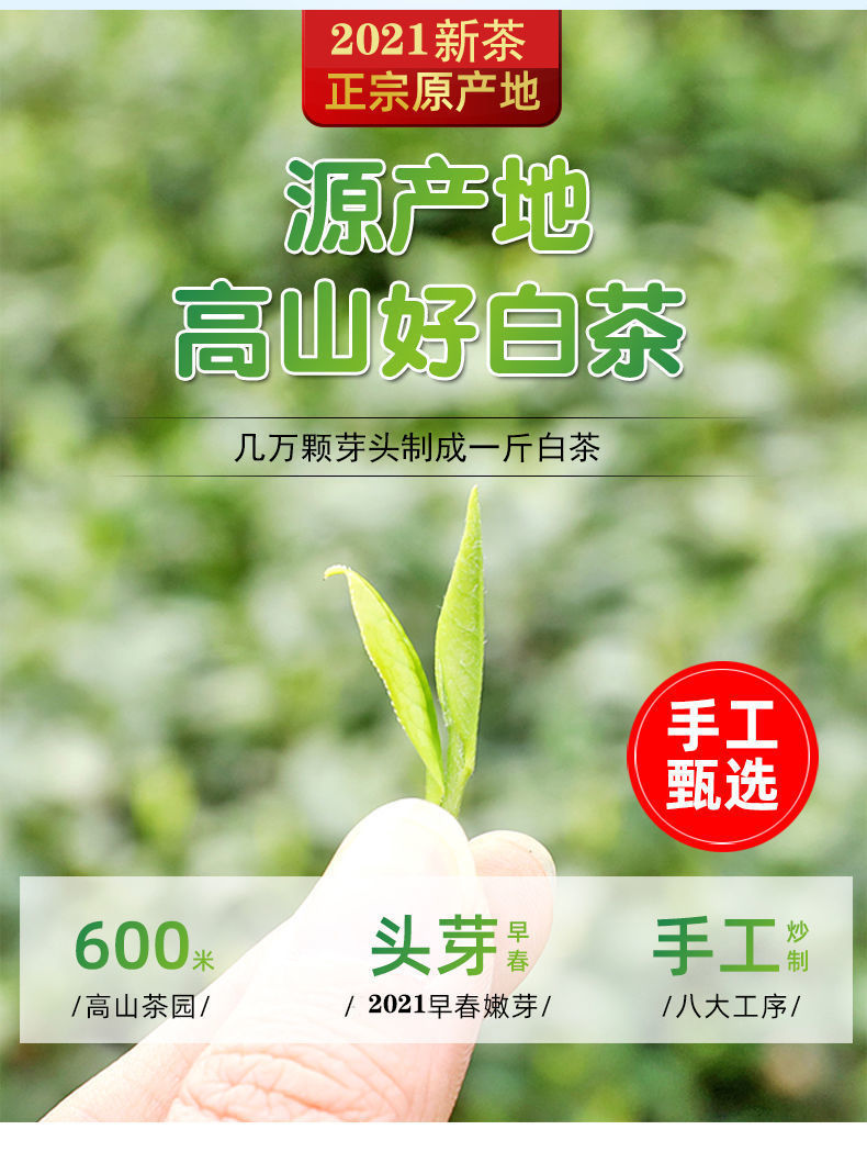 拍一发5正宗白茶2021新茶雨前特级茶叶绿茶散装嫩芽礼盒半斤2罐装一级