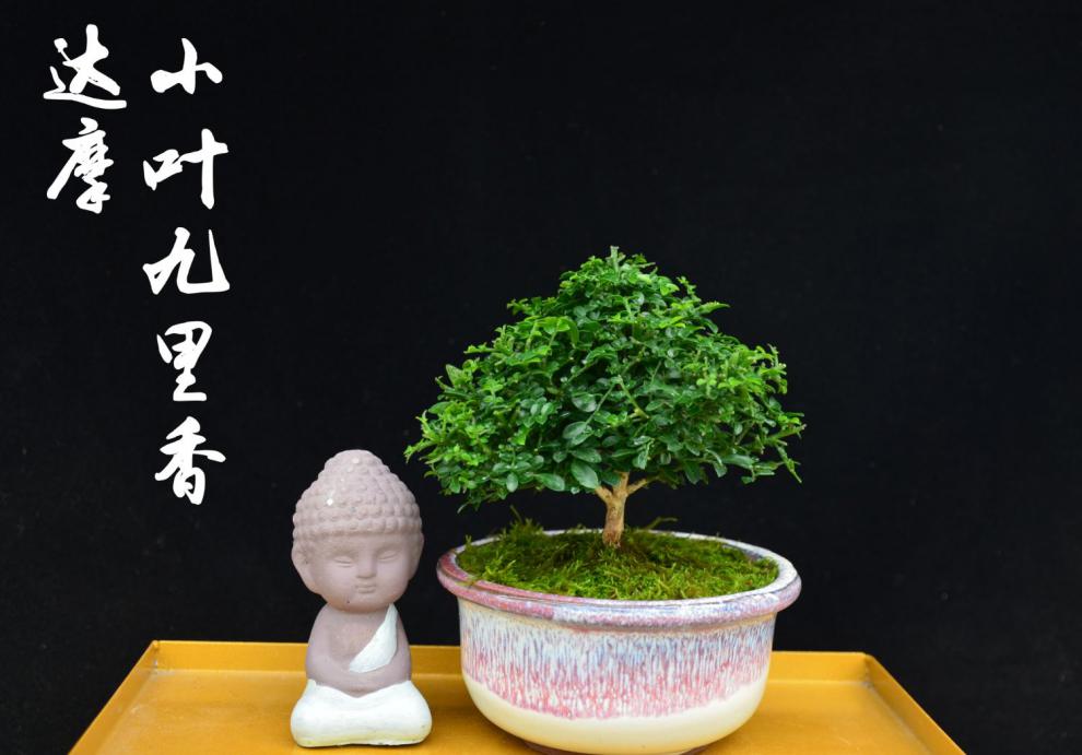 稀有盆景达摩小叶九里香盆景掌上迷你微型盆景桌面小盆景常青 121号