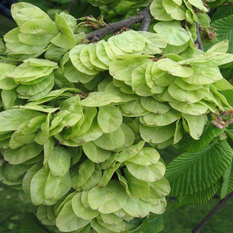 榆树苗榆钱白榆家榆榆钱树正宗食用榆树苗南北方庭院种植盆栽地栽摇钱