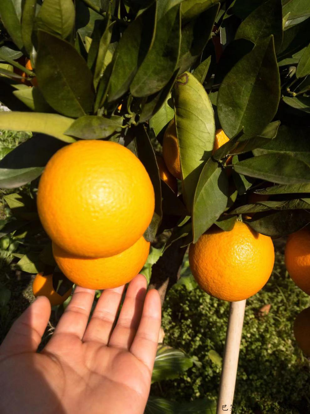酸甜可口精选品质正宗广西桂林荔浦夏橙酸甜应季孕妇水果一级大果橙子