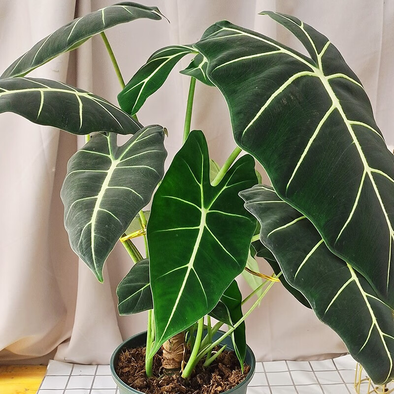 海芋天鹅绒锦竹芋稀有特级进口室内阳台庭院热植绿植盆栽 绿天鹅绒1