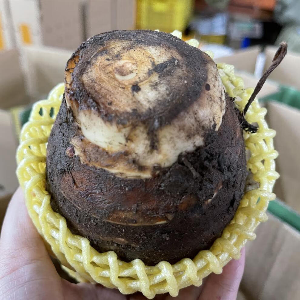 5-5斤 新鲜现挖粉糯槟榔芋头 9斤【中果】【图片 价格 品牌 报价】