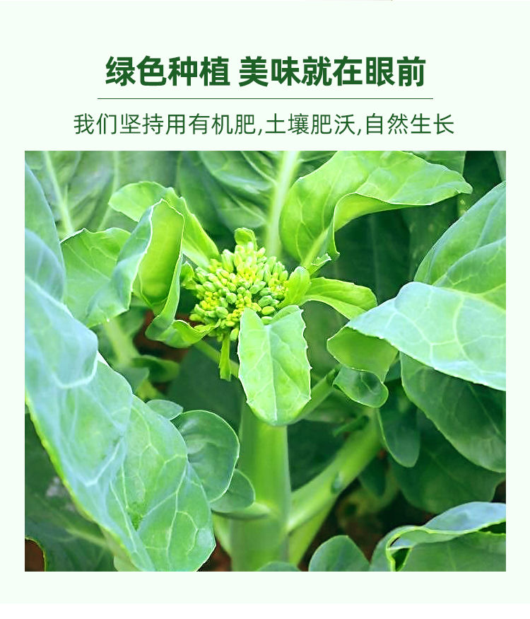 轻恋520礼物song女友广东芥兰新鲜蔬菜四季甜芥兰苗小芥兰中花芥兰广