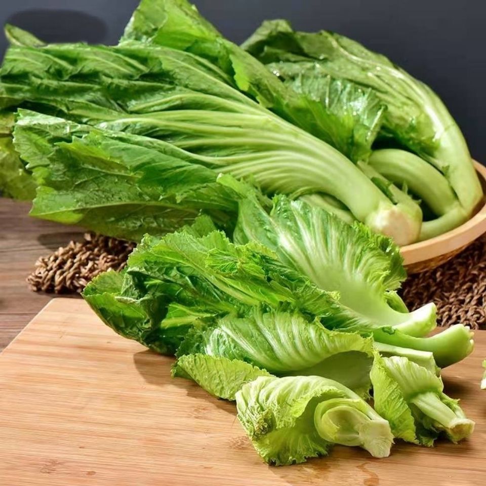 新鲜包心芥菜贵州大叶青菜苦青菜盖菜现摘整颗蔬菜腌菜泡菜酸菜 3斤