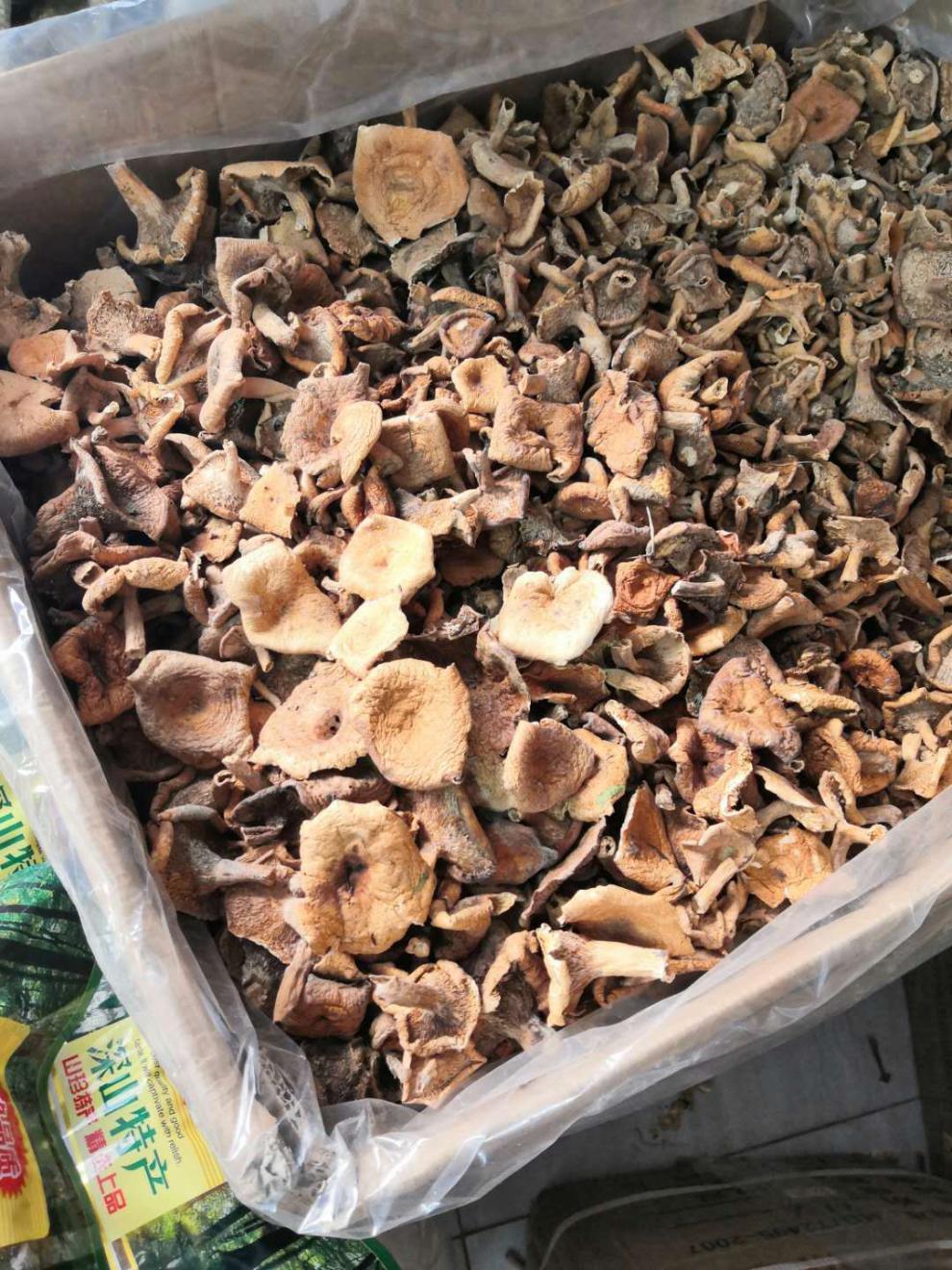 野生松树菌寒菌枞菌松乳菇干货野生菌食用菌干品谷熟菌铜绿菌 松树菌