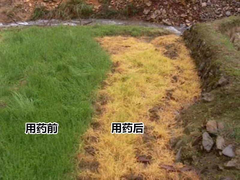 41%草甘膦异丙胺盐除草剂除草神剂一扫光杂草烂根连根死荒地园林 200g