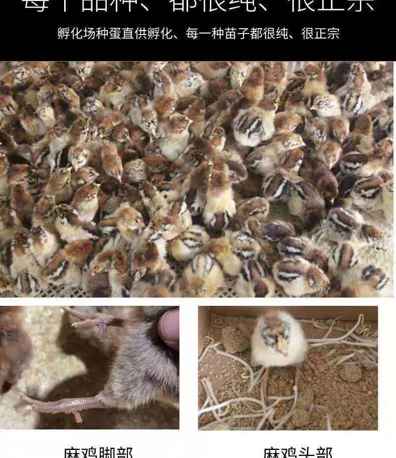 纯种七彩山鸡五黑鸡九斤红三黄鸡芦花鸡蛋鸡土鸡肉鸡斗鸡幼苗活体