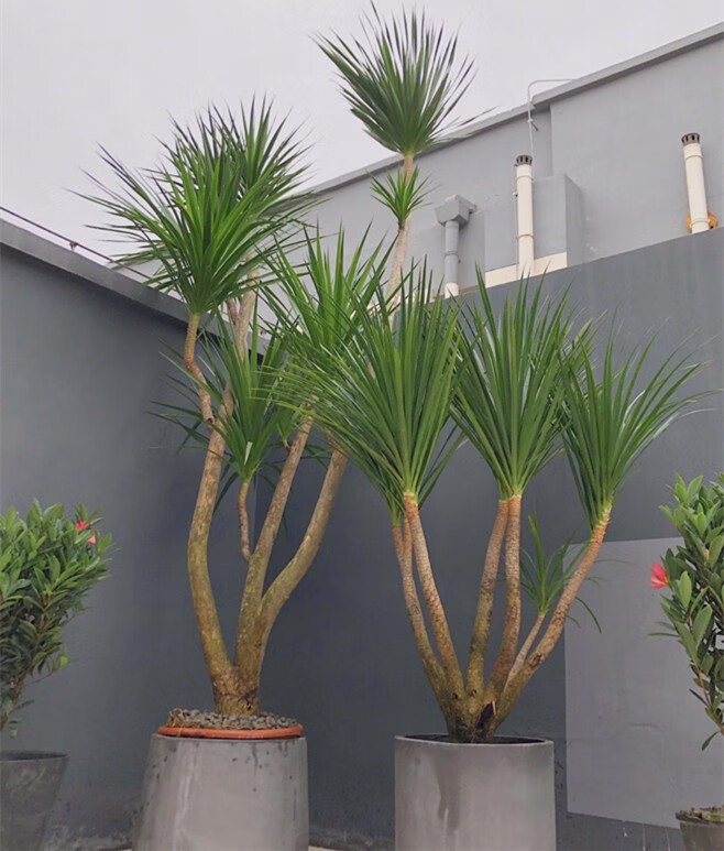 大型龙血树盆栽大型植物绿植租摆花卉北京植物租摆室内盆栽 180cm造型