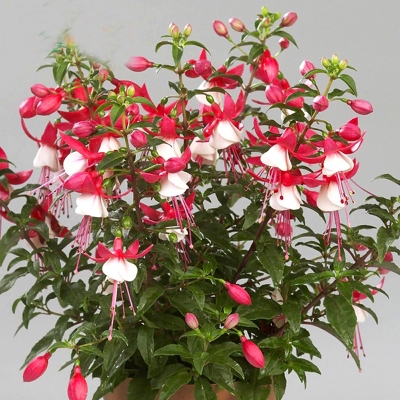 千惠美钟盆栽 倒挂金钟苗室内绿植 灯笼花盆栽 灯笼花苗 四季开花 8号