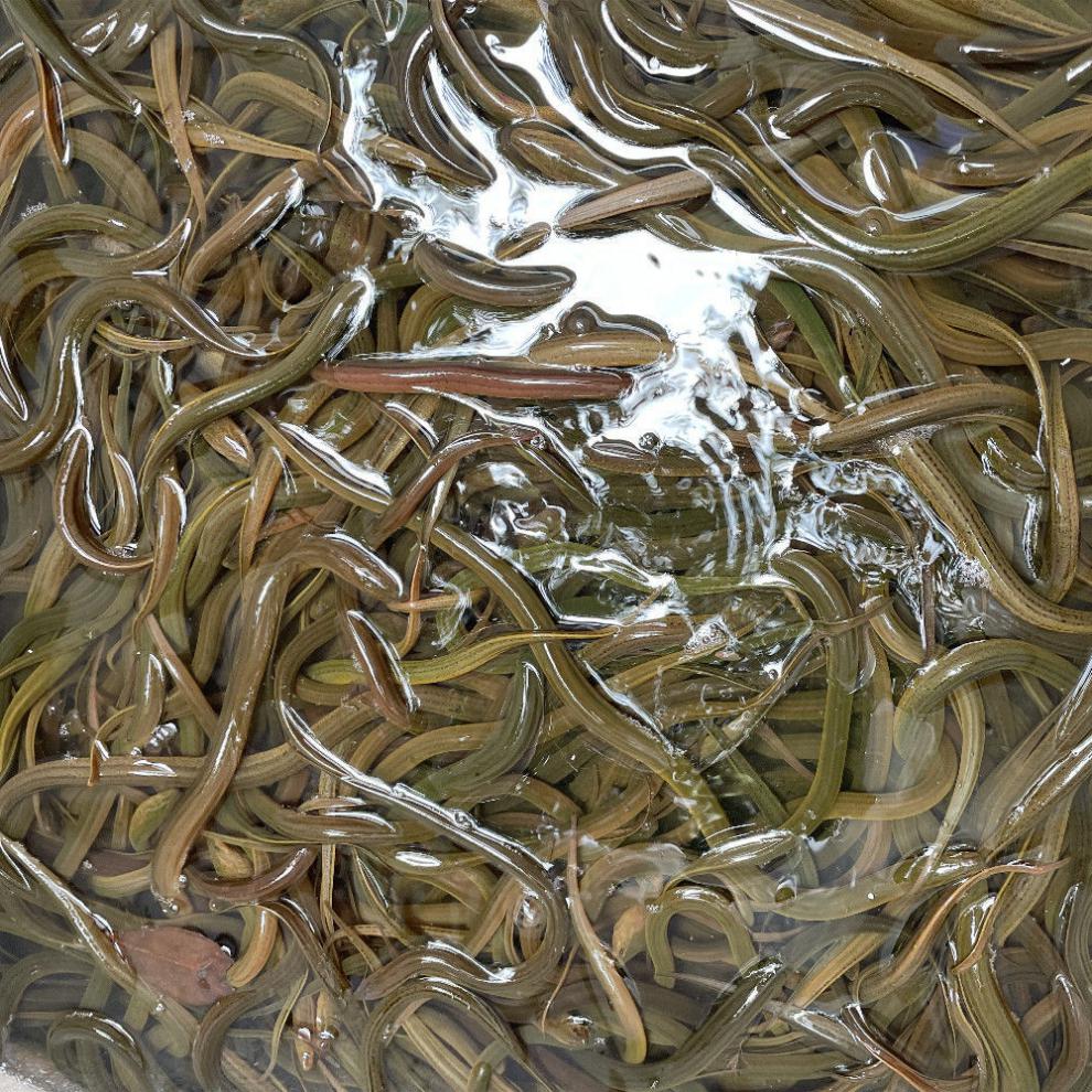 鳝鱼苗鲜活稻田鱼塘鱼苗鳝苗盘龙小黄鳝淡水养殖黄鳝1斤包活 鳝鱼苗