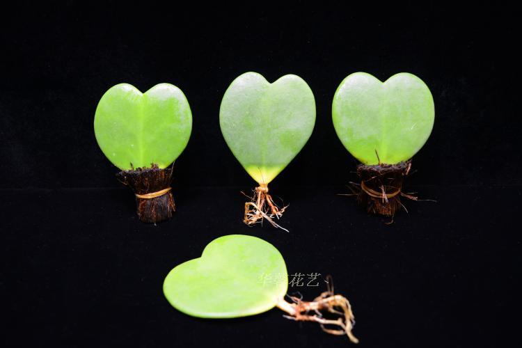 轻奢涞思芊多肉植物心叶球兰【情人节父节礼物一片心520】四季室内