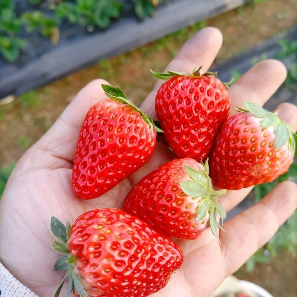 双流巧克力小草莓新鲜红颜奶油丹东99草莓 小小果【250克】迷你 优选