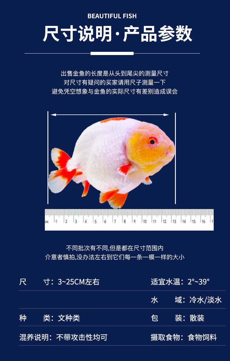 兰寿金鱼耐活好养活鱼养不死冷水淡水小泰狮鎏金观赏鱼苗批发特价 5cm