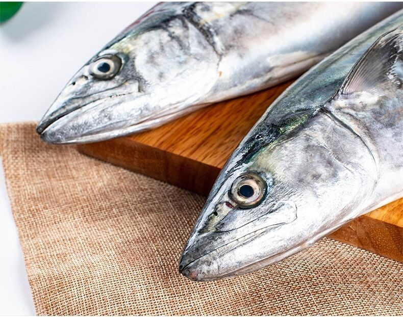 沈志雄福建东山岛海鲜海捕马鲛鱼大鲅鱼马鲅鱼马胶鱼12斤规格34条共5