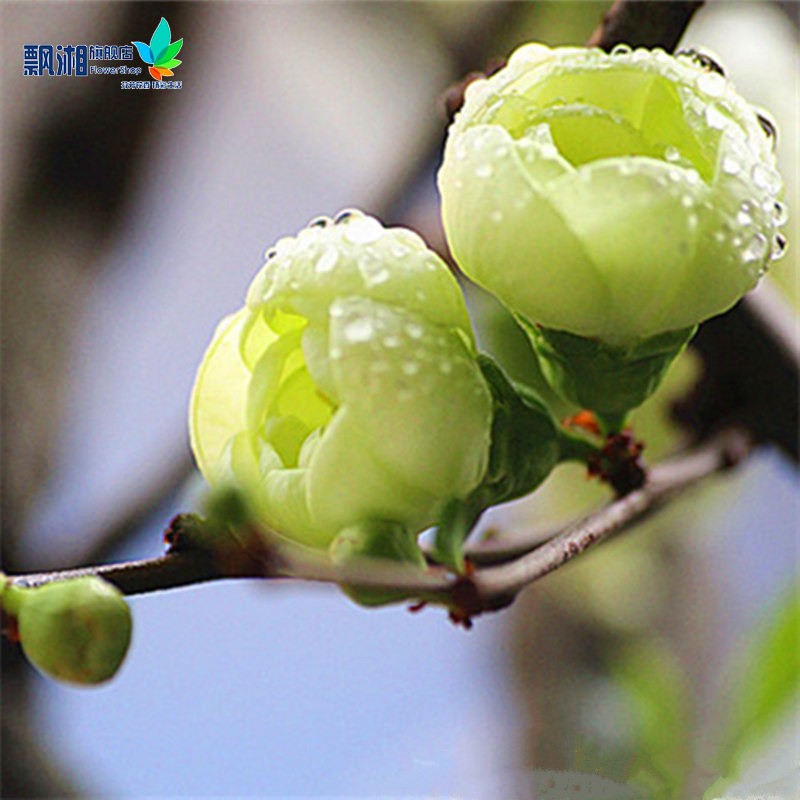 庭院盆栽海棠花绿海棠植物绿宝石花卉银长寿耐寒树苗年宵花卉绿宝石