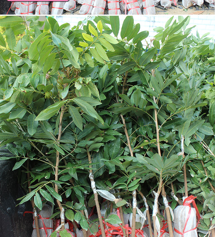 汐岩四季龙眼苗树桂圆树苗南方种植地载无核嫁接当年结果特大石硖龙眼