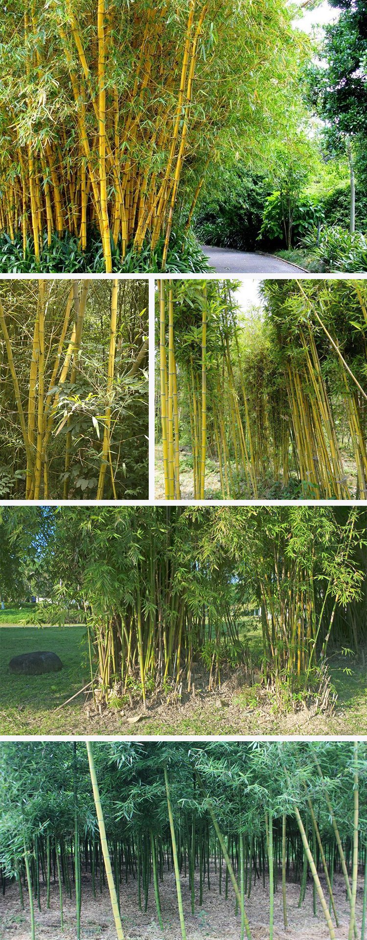 青竹树苗紫竹罗汉竹苗佛肚竹盆栽庭院室内观赏四季常青植物竹子苗