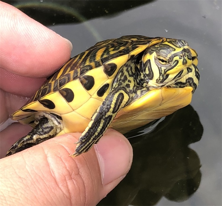 深水龟乌龟活物冷水长寿龟家养宠物观赏小乌龟 普通多点黄耳 1只单身