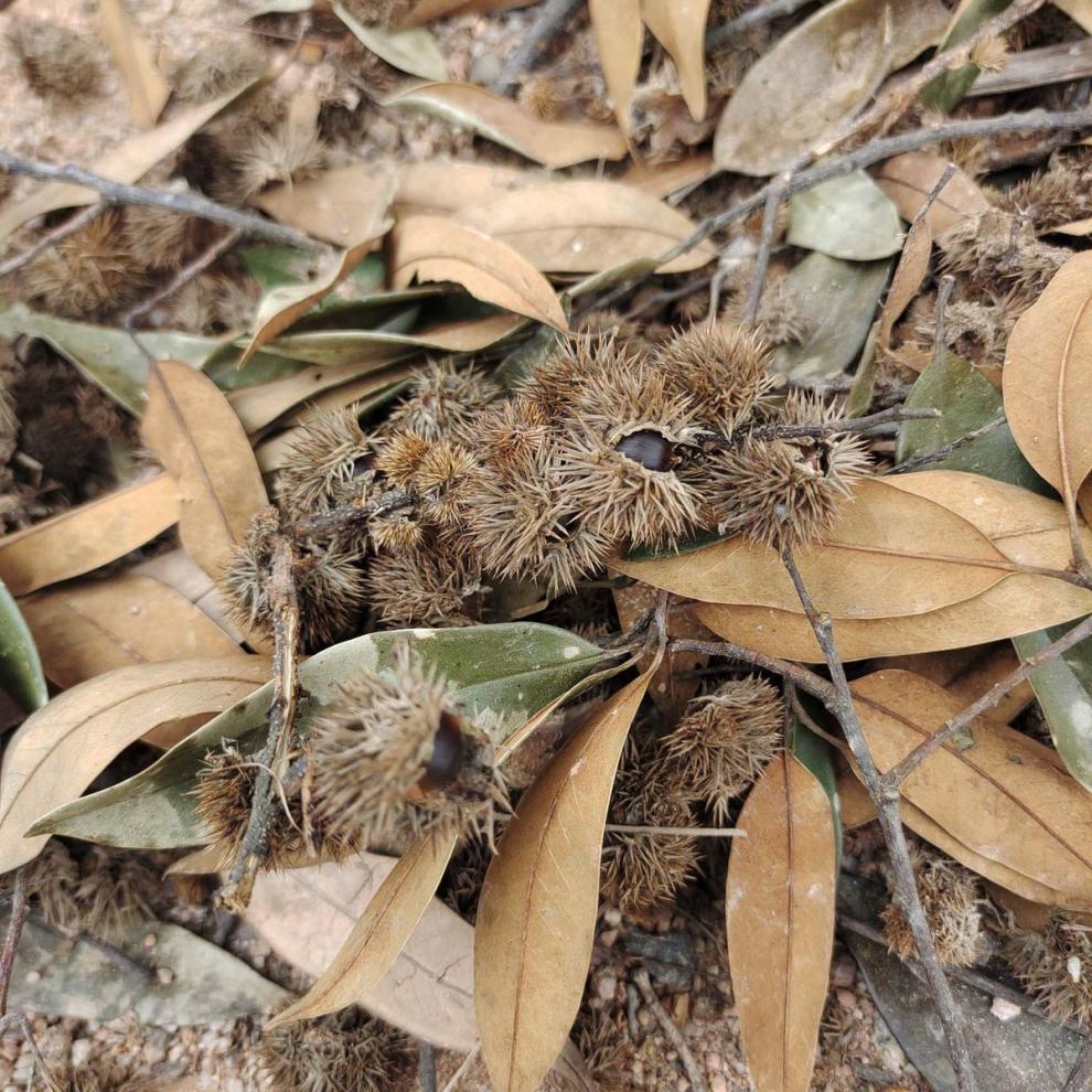 米锥栗子板栗小毛栗新鲜小板栗米椎栗榛子勾栗园子圆锥栗坚果 500克【