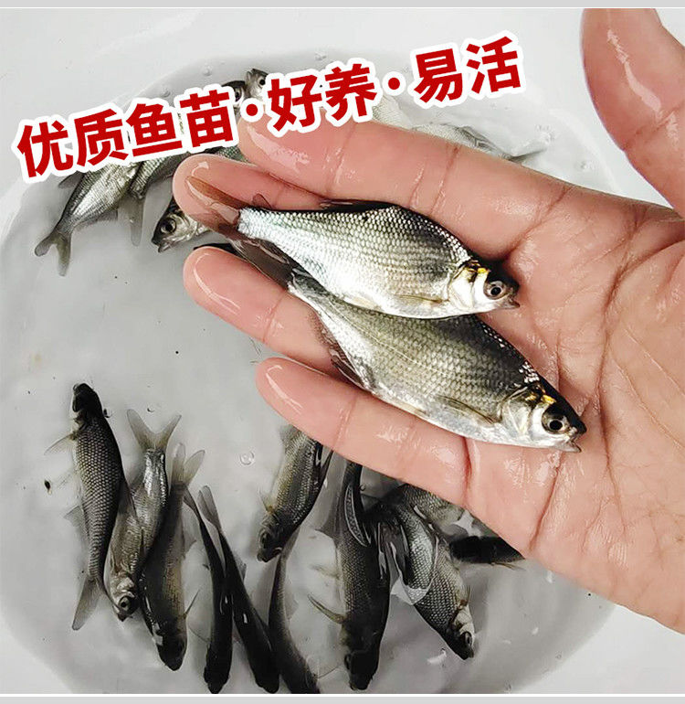 武昌鱼苗批发鳊鱼团头鱼淡水鱼活体翘嘴花鲢白鲢草鱼苗【青鱼苗 4-6