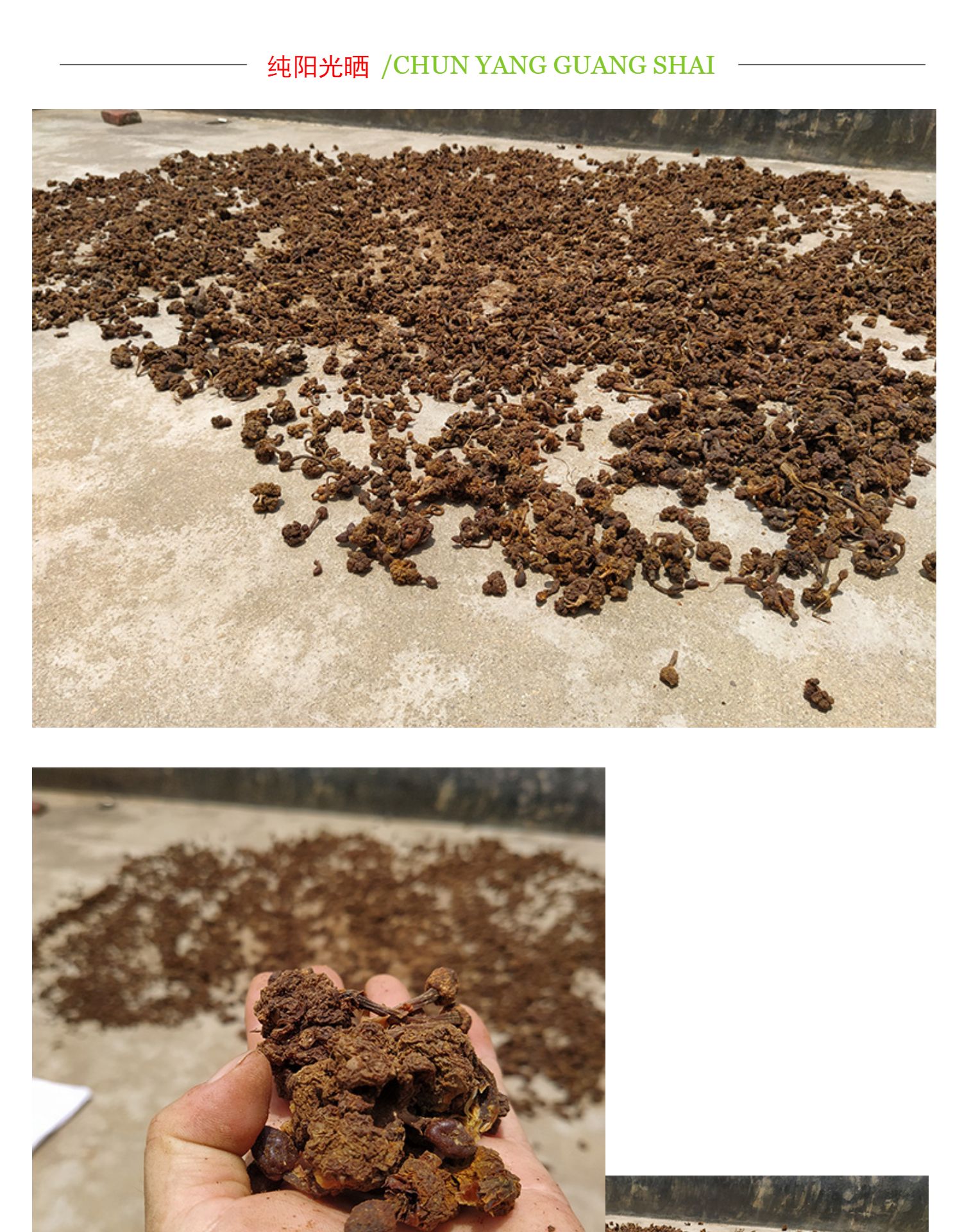 仕联小号正宗深山不出头中药材葛菌丛蓉中草药葛藤菌地重楼石上莲独角