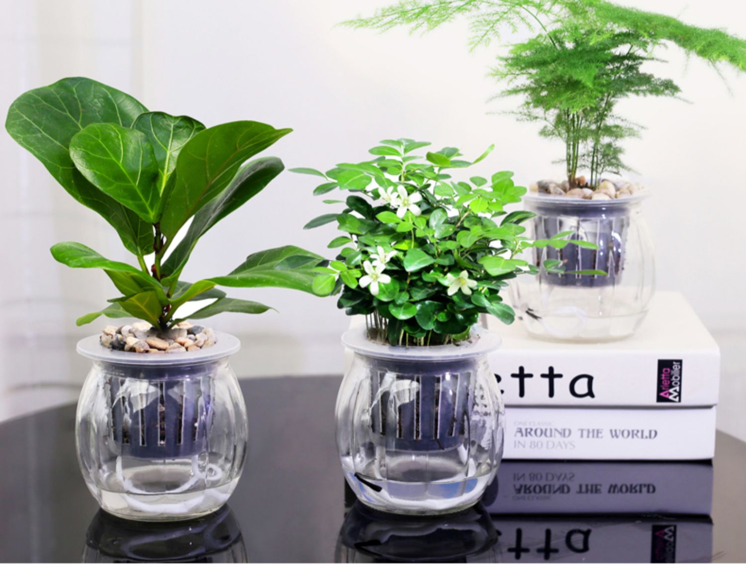 发财树绿萝办公室内绿植桌面小盆栽栀子花九里香好养水培植物花卉