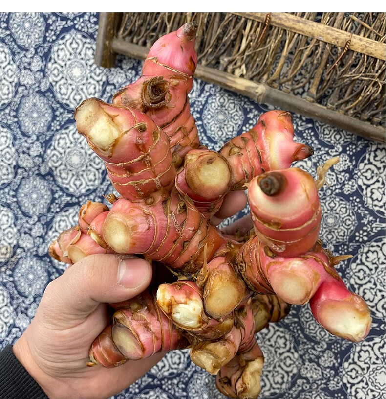 南姜潮汕新鲜 精选野生山姜牛羊肉火锅卤味去膻提味