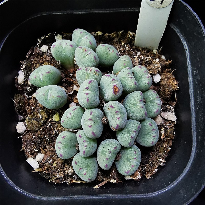 花络阁口笛少将混合杂交肉锥多肉植物一物一拍少将10头左右