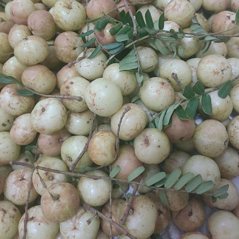 潮汕金灶崩坎甜种油柑新鲜油甘果牛甘余甘果子柿饼甜油甘孕妇水果 丙