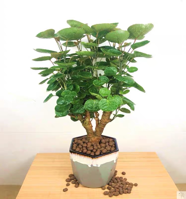 金钱兜圆叶福禄桐大型盆栽钱多多室内参飠115厘米独杆一颗含盆