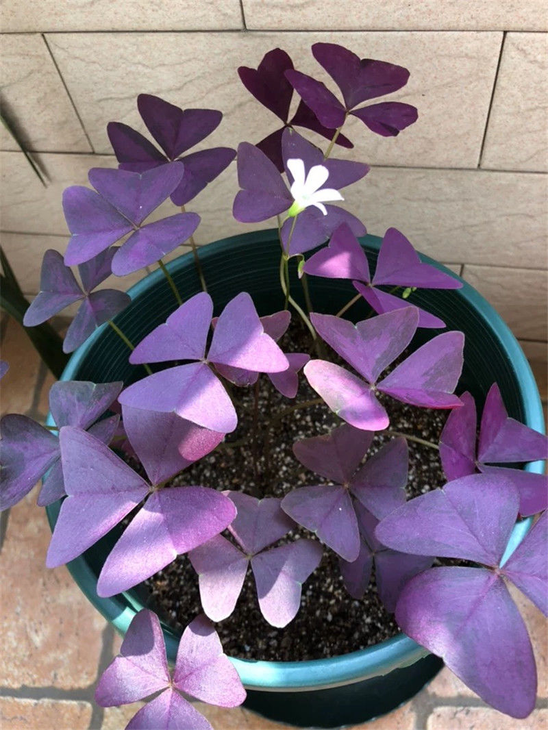 【深圳市爆卖】紫叶酢浆草四季开花植物阳台盆栽紫花幸运草蝴蝶三叶草