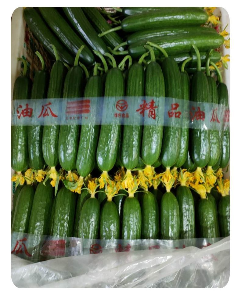 【精选果蔬】水果黄瓜无刺新鲜当季农家现摘清脆小青瓜生吃小黄瓜批发