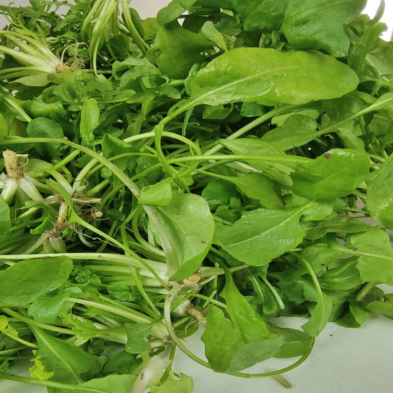 新鲜荠菜2斤农家蔬菜野菜现挖香荠菜新鲜菜馄饨饺子馅食材