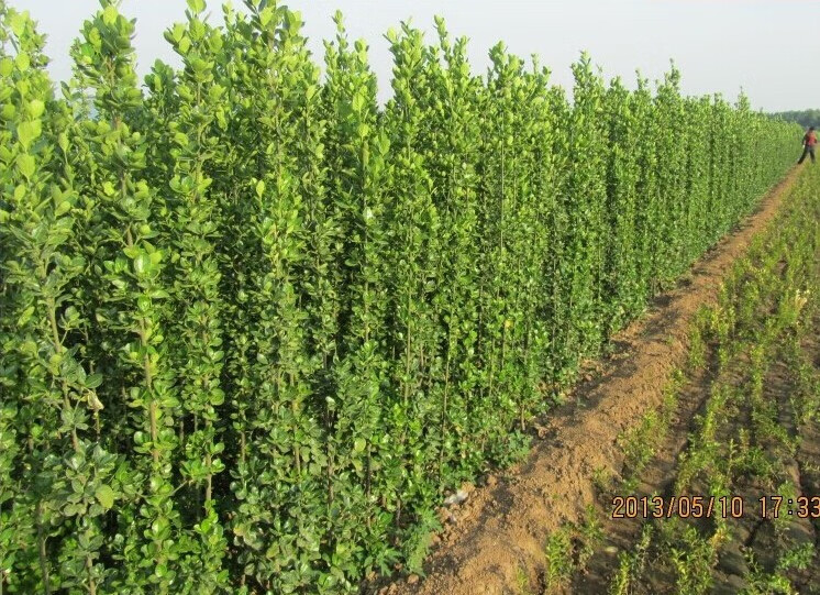 黛陌 北海道黄杨大叶法国冬青围墙绿化别墅庭院栅栏篱笆树苗四季青