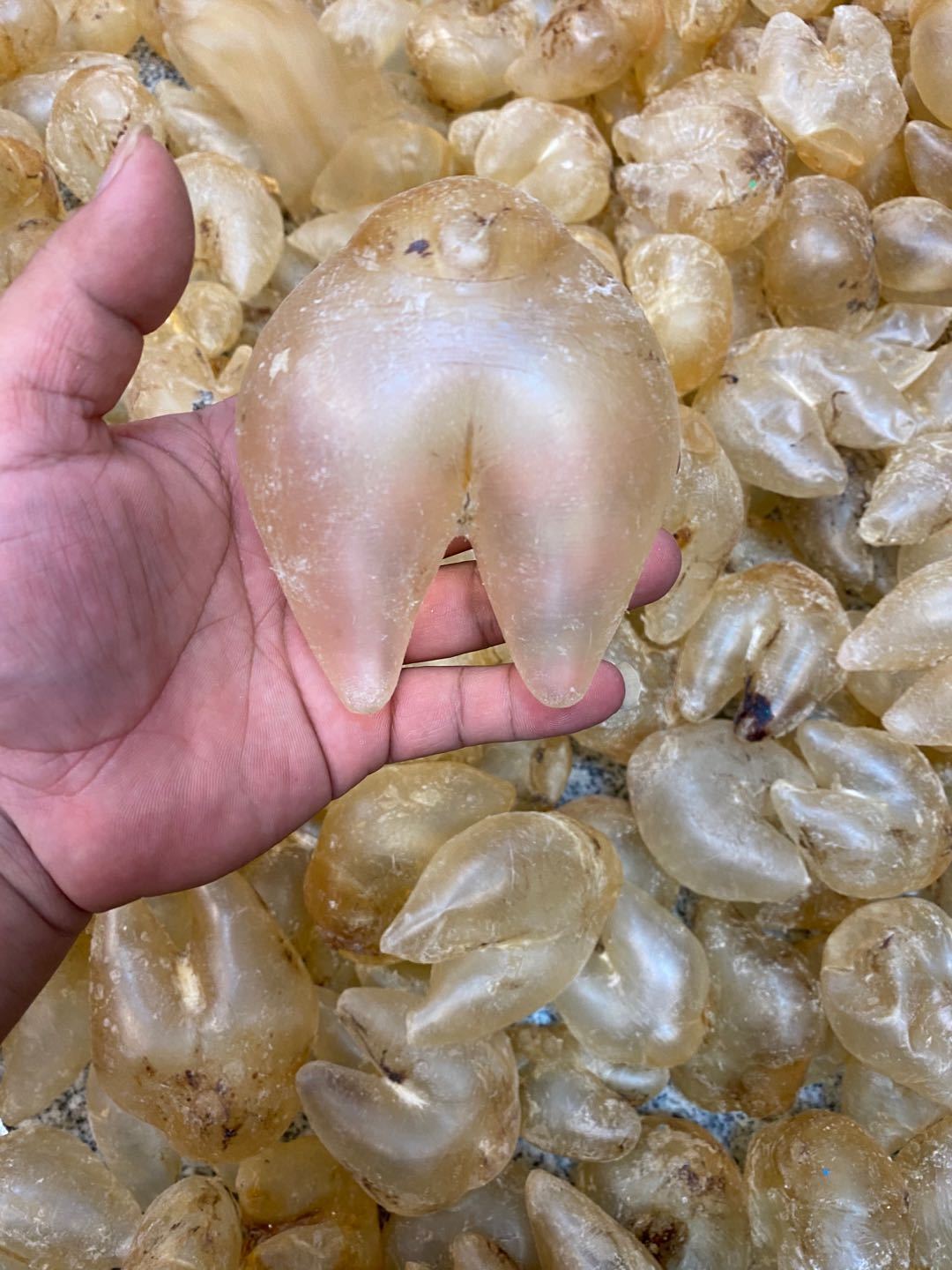 100头鸡泡胶干货刺龟肚鱼胶花胶龟胶鱼泡生仔神胶孕妇滋补 100克 500