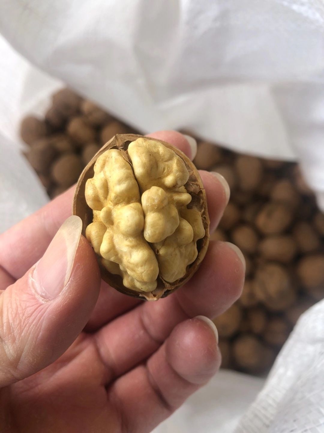 童昌纸皮核桃 核桃薄皮纸皮1250g童昌散装手剥大薄壳新疆特产送礼