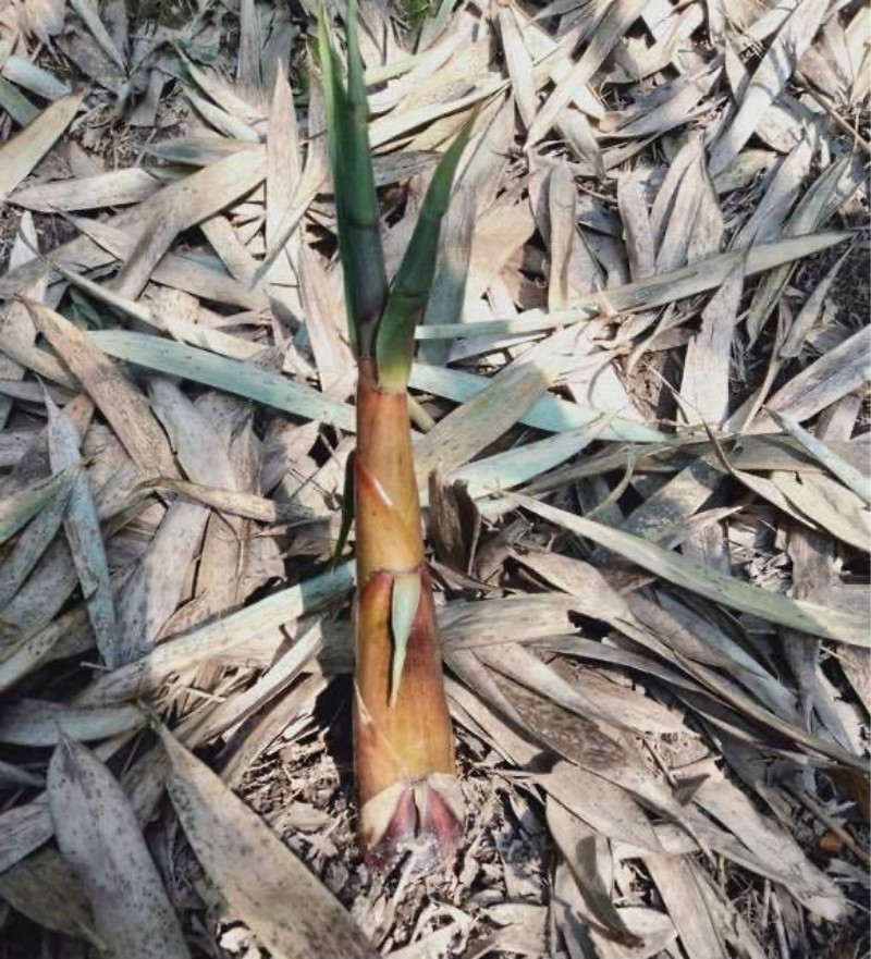 四川宜宾苦笋新鲜现挖苦竹笋宜宾特产甜苦笋现挖甜竹笋1/5斤 新鲜苦