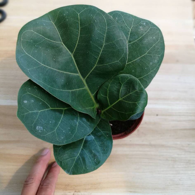 琴叶榕像提琴叶橡皮树大圆叶植物易养室内大型盆栽绿植7080厘米1颗