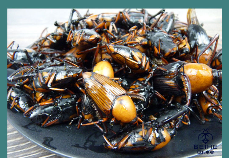 伟博新鲜冷冻竹象虫竹笋虫竹蜂象鼻虫大象虫食用昆虫 一斤新鲜竹象虫