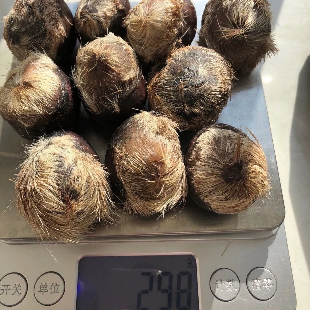 伟博正宗麝香纯正麝香仁麝香粉当门子射香药用1克天然麝香2克